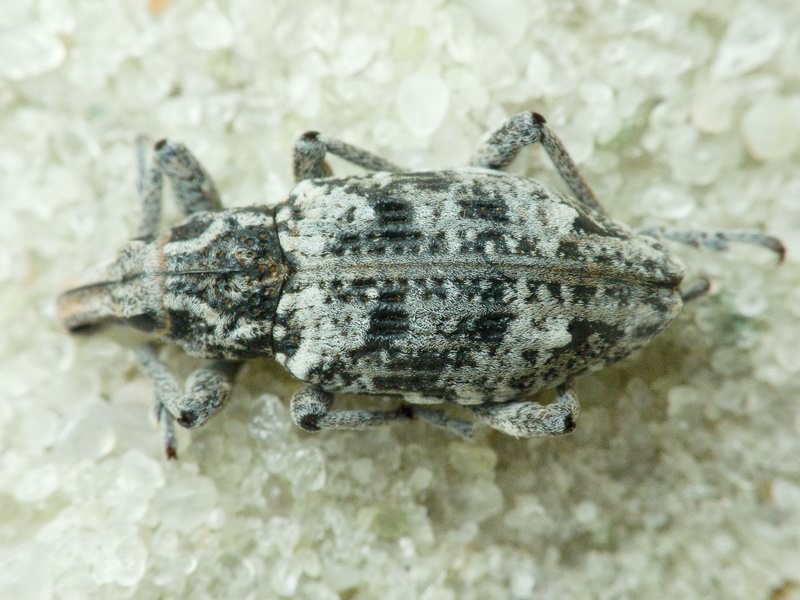 Coniocleonus hollbergii (Fåhraeus, 1842)